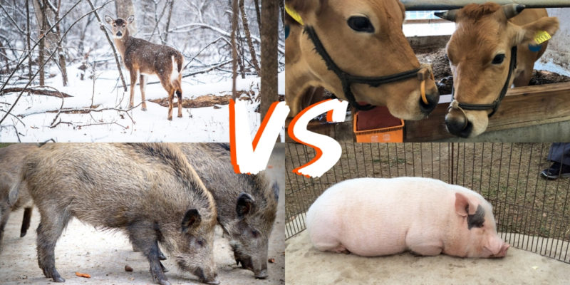 ジビエ肉 鹿 イノシシ と家畜肉 牛 豚 の栄養価を比較してみた ジビエーる