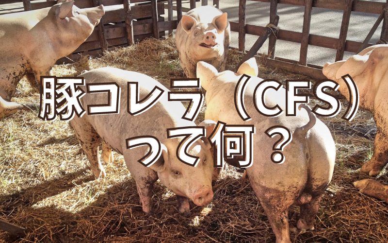 日本の養豚所が危ない 豚コレラとはどういう病気なのか ジビエーる