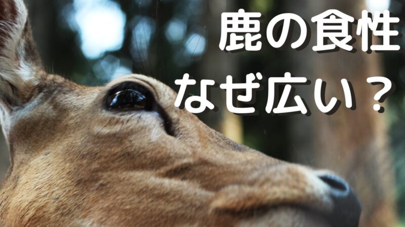 鹿の食性はなぜ広い 秘密は にあった ジビエーる